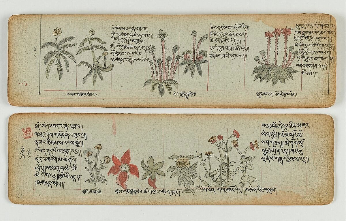 Tibetan_plant_manuscript_Wellcome_L0041705 (1)