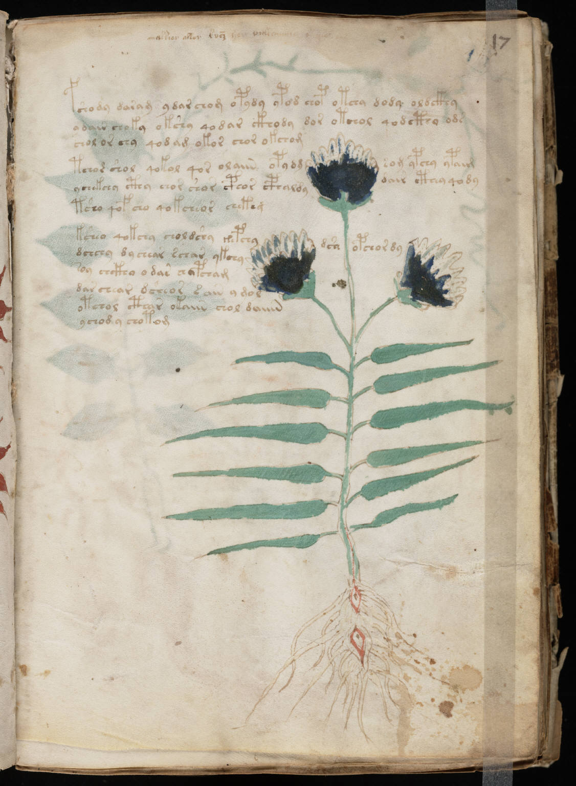 Voynich_Manuscript_(33)